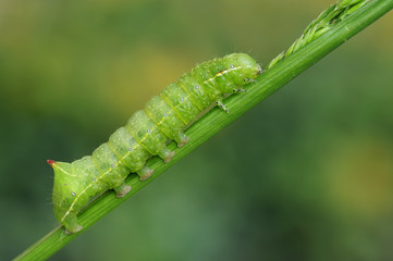 Grüne Raupe