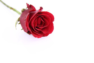 Red rose on white background