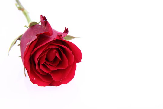 Red rose on white background