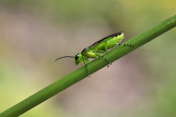 Grüne Wespe