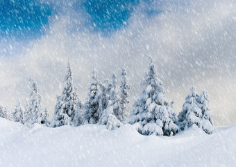 Fototapeta na wymiar winter trees