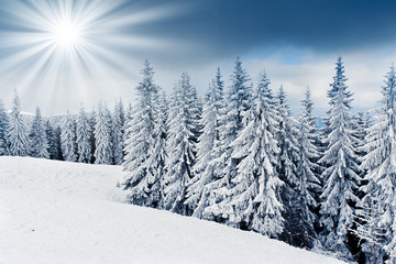 Fototapeta na wymiar drzewa zimowe