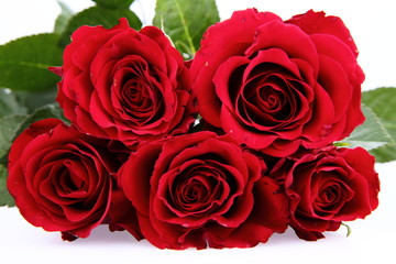 Bouquet of red roses on white background