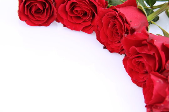 Red roses on white background with space for text