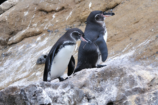 Galapagos Penguins