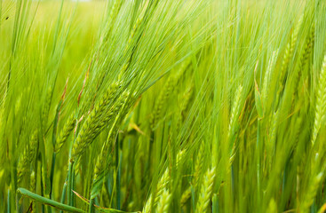 green ears of a rye