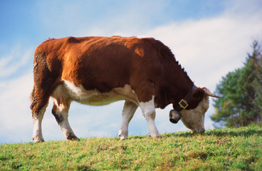 cow eating green gras