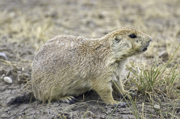 Prairie Dog Lookout