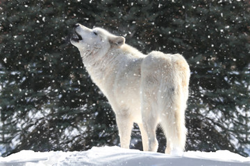 Naklejka premium White Wolf In Snow