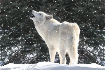 Crédence de cuisine en verre imprimé Loup White Wolf In Snow