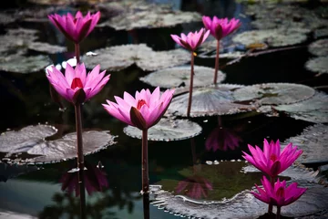 Wall murals Waterlillies A pink water lily