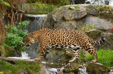 A jaguar (O. Onca) walks in the jungle-themed enclosure