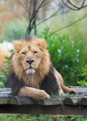 Fototapeta na wymiar Male lion (P. Leo) looks into camera