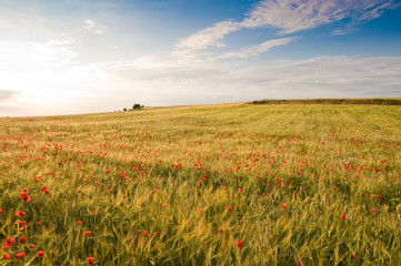 Campo de cebada