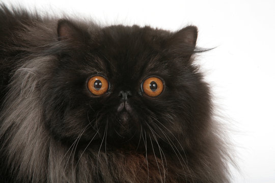 portrait d'un chat noir porte malheur Stock Photo | Adobe Stock