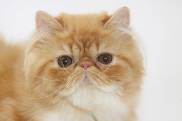 beautiful portrait of a persian cat