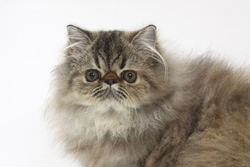 Naklejka na ściany i meble Portret bardzo typowy kot perski