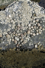 Wasserschnecken und Seepocken