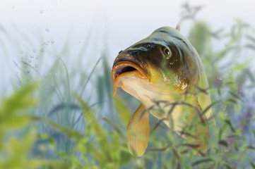 Fische 15