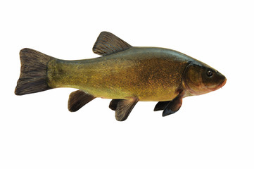 Fische 27