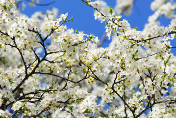 Spring flowers