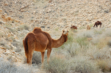 Grazing camels in Negev desert, Israel.