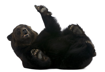 Fototapeta premium Female Siberian bear, 12 years old, lying