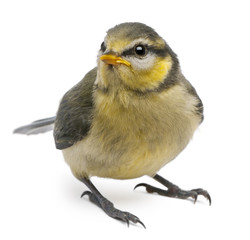Blue Tit, Cyanistes caeruleus, 23 days old, standing © Eric Isselée