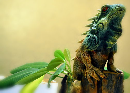 Фауна хамелеон игуана