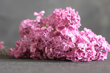 Obraz premium lilac