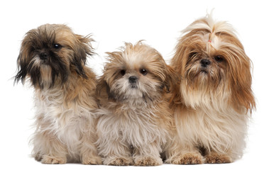 Three Shih-tzus in front of white background