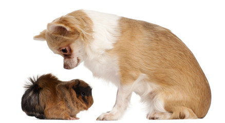 Chihuahua looking at guinea pig in front of white background