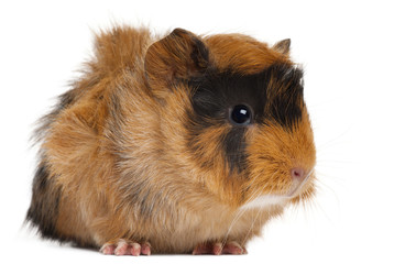 Fototapeta premium Guinea pig in front of white background