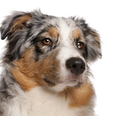 Close-up of Australian Shepherd dog, 6 months old, in front of w