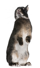 Rabbit standing on hind legs in front of white background