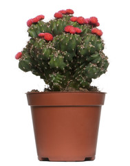 Cactus in front of white background