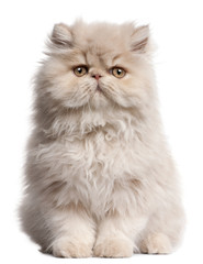 Young Persian cat sitting in front of white background © Eric Isselée