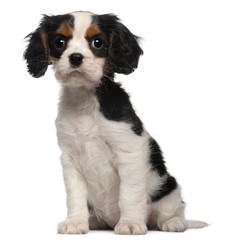Cavalier King Charles Puppy, 2 months old, sitting in front of w