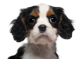 Close-up of Cavalier King Charles Puppy, 2 months old, in front