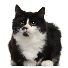 Black and white cat, 5 months old, sitting in front of white bac