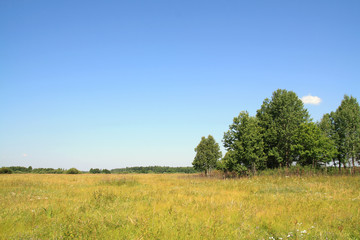 Fototapeta na wymiar birch copse on autumn field