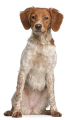 Brittany puppy, 6 months old, sitting in front of white backgrou