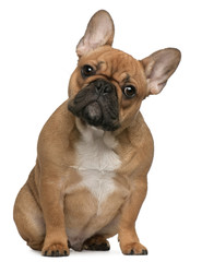 French Bulldog puppy, 5 months old, sitting in front of white ba