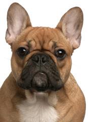 Close-up of French Bulldog puppy, 5 months old, in front of whit