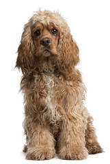 American Cocker Spaniel, 10 months old, sitting in front of whit
