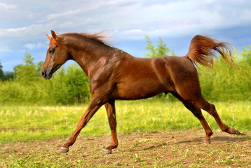 Proud red arabian horse gallop