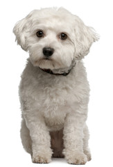 Maltese, 3 years old, sitting in front of white background