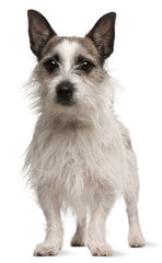 Mixed-breed dog, 2 years old, standing in front of white backgro