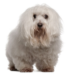 Maltese, 7 years old, standing in front of white background