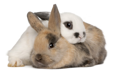 Two rabbits in front of white background